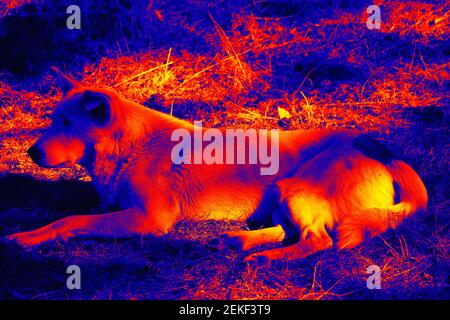 Portraits de chiens. Analyse de la température corporelle de l'animal à l'aide d'une caméra infrarouge Banque D'Images