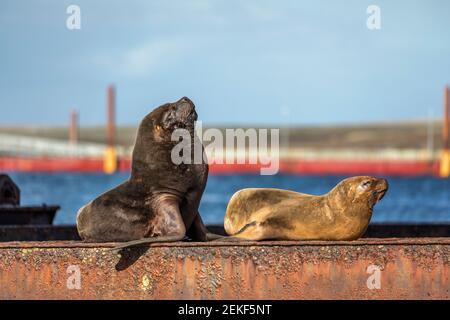 Lion de mer du Sud; Otaria flavescens; paire sur la poutre Rusty; Falklands Banque D'Images