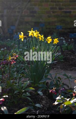 Londres, Royaume-Uni. 23 février 2021. Jonquilles dans les jardins de Kew à Londres lors d'une journée de printemps ensoleillée. Photo: Richard Gray/Alay Banque D'Images