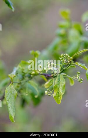 Broche ; Euonymus europaeus ; Flower ; Royaume-Uni Banque D'Images