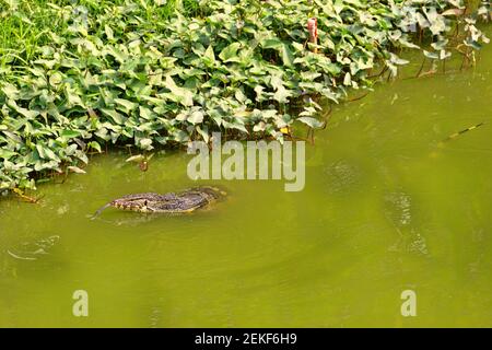 Le moniteur d'eau asiatique, kabaragoya (Varanus salvator komaini - plus sombre), nage dans le lac. Thaïlande Banque D'Images