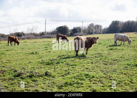 Vache brune au milieu et vaches de couleur plus différente dans le dos mangeant l'herbe et se posant sur le sol. Vaches en Catalogne, Espagne Banque D'Images
