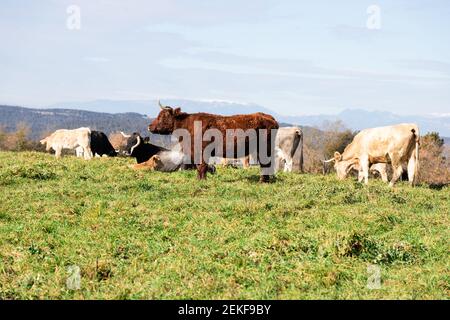 Vache brune au milieu et vaches de couleur plus différente dans le dos mangeant l'herbe et se posant sur le sol. Snowy Mountains à l'arrière. Vaches à Catalo Banque D'Images