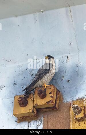 Peregrine (Falco peregrinus califordus) Goa India EN novembre 2015 Banque D'Images