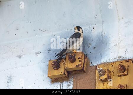 Peregrine (Falco peregrinus califordus) Goa India EN novembre 2015 Banque D'Images