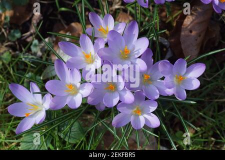 Crocus à fleurs violettes au soleil entre les feuilles flétrissées dans un jardin hollandais. Famille des Iridaceae. Fin de l'hiver, février, pays-Bas. Banque D'Images