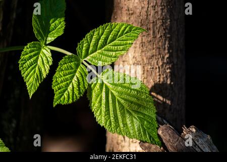 Feuilles vertes de framboise rouge, vue de dessus de Rubus idaeus. Gros plan. Mise au point sélective. La texture de la feuille de framboise. Banque D'Images