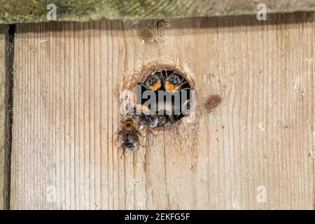 Arbre Bumblebee ; Bombus hypnorum ; Nest Entrance ; Royaume-Uni Banque D'Images