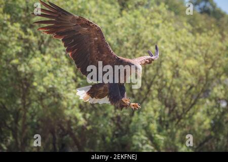 Un grand aigle de mer à queue blanche (Haliaeetus albicilla) sur le point d'atterrir à mi-vol. Banque D'Images