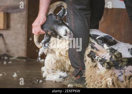 Le détail rapproché d'un cisaillement de mouton en tant que haveuse cisaille la laine d'un bélier de mouton écossais Blackface (Ovis Aries) dans le cadre de la vie agricole rurale. Banque D'Images