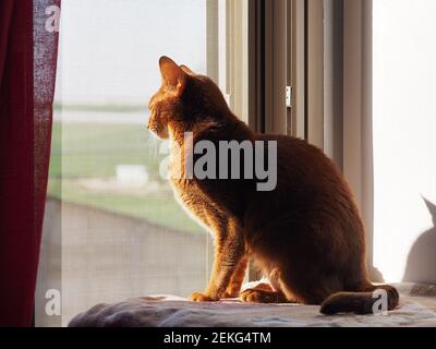 Le chat Abyssinien se couche au soleil sur la fenêtre. Sorrel couleur Cat. Banque D'Images