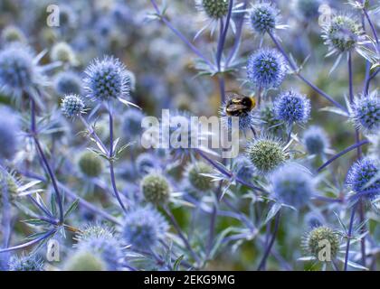 Bee on a globe Thistle plant, Angleterre, Royaume-Uni Banque D'Images