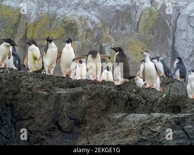 Pingouins d'Adelie (Pygoscelis adeliae) et pingouins de collier (Pygoscelis antarcticus), île de Gourdin, Antarctique Banque D'Images