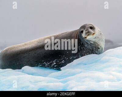 Phoque de Weddell (Leptonychotes weddellii) sur la banquise, île de Gourdin, Antarctique Banque D'Images