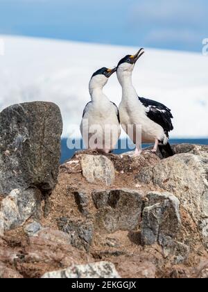 Deux tibias à yeux bleus, Jougla point, près de Port Lockroy, Antarctique Banque D'Images