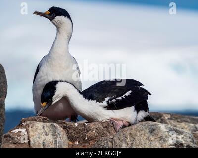 Deux tibias à yeux bleus, Jougla point, près de Port Lockroy, Antarctique Banque D'Images