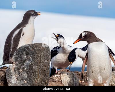 Deux manchots aux yeux bleus et gentoo Penguins (Pygoscelis papouasie), Jougla point, près de Port Lockroy, Antarctique Banque D'Images