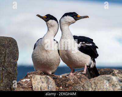 Deux tibias à yeux bleus, Jougla point, près de Port Lockroy, Antarctique Banque D'Images