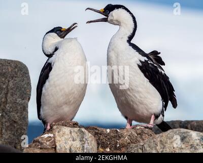 Deux tibias à yeux bleus, Jougla point, près de Port Lockroy, Antarctique Banque D'Images