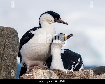 Deux tibias à yeux bleus, Jougla point, près de Port Lockroy, Antarctique Banque D'Images