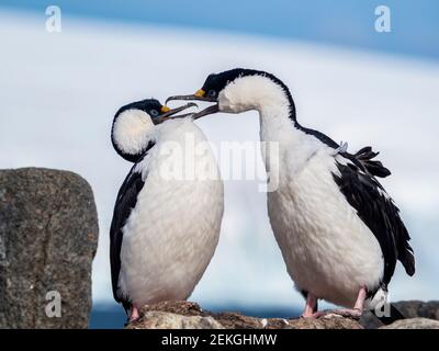 Deux tibias à yeux bleus, Jougla point, près de Port Lockroy, Antarctique Banque D'Images