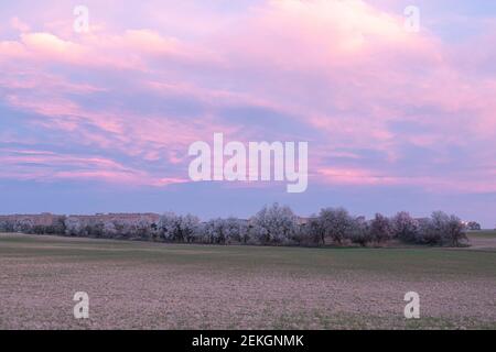 paysage de fleurs d'amande au lever du soleil (prunus dulcis) au printemps Banque D'Images