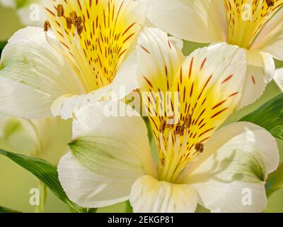 Gros plan du nénuphars péruvien ou du nénuphars des Incas (Alstroemerias) fleur Banque D'Images