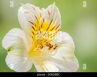 Gros plan du nénuphars péruvien ou du nénuphars des Incas (Alstroemerias) fleur Banque D'Images