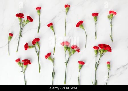 La belle carnation fleurit sur fond de marbre. Vue de dessus Banque D'Images