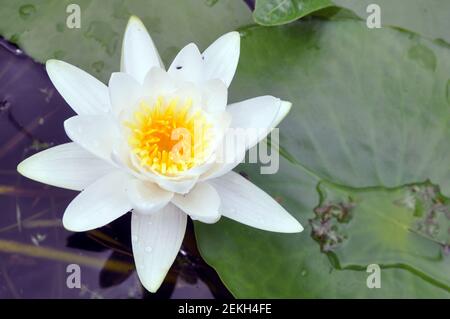nénuphar avec gouttes d'eau sur la surface du lac. Banque D'Images