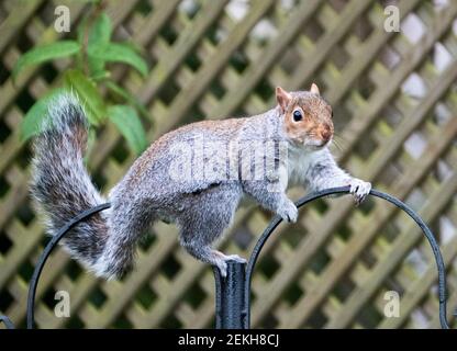 Le Squirrel gris ( sciurus carolinessis) sur un mangeoire à oiseaux, Écosse, Royaume-Uni Banque D'Images