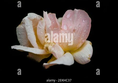 Tête de fleur rose dans les gouttes d'eau sur fond noir Banque D'Images