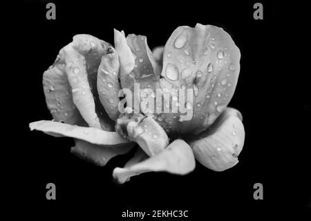 Tête de fleur de rose dans l'eau gouttes en noir et blanc Banque D'Images