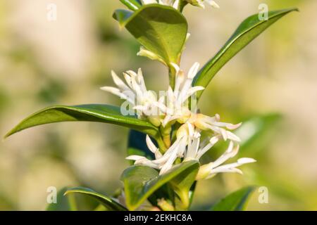 Gros plan de fleurs sur une boîte sucrée (sarcococca confusa) arbuste Banque D'Images