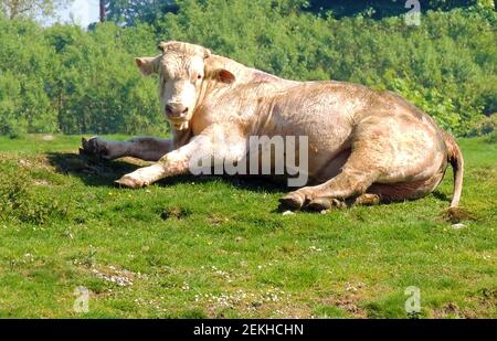 Une CHARGE DE VIEUX TAUREAU - UN grand taureau de charlolais (charolaise) se détend tranquillement sous le soleil d'été dans un champ à Dumfries et Galloway, Scotan. Charolaise est l'une des races de bétail les plus lourdes et sa couleur varie du blanc à la crème Banque D'Images