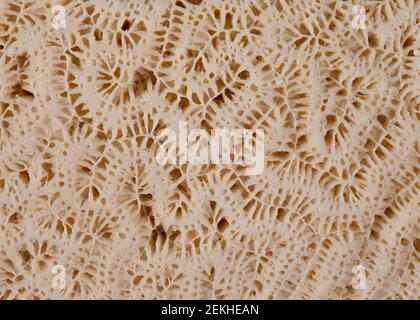 Vue macro des détails des crêtes et des vallées d'un corail cérébral (diploria). Banque D'Images