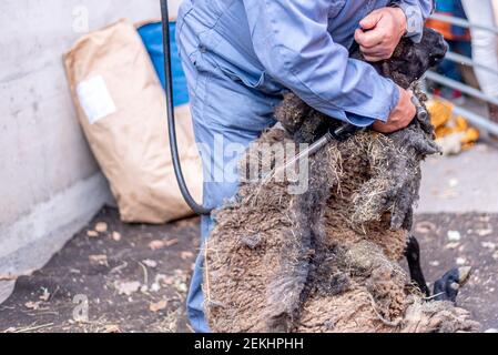 Tonte de mouton pour la laine. Mains de l'homme qui a fait de la laine de mouton dans la grange. Lausanne, Suisse. Travail dur. Banque D'Images