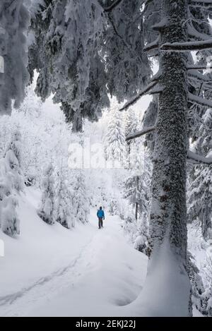 Un touriste sur une randonnée d'hiver marche le long d'un sentier sous les sapins enneigés après une chute de neige dans les montagnes Banque D'Images