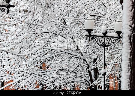 Beauté des branches enneigées dans le parc en hiver par temps nuageux Banque D'Images