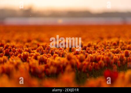 Tulipes colorées au coucher du soleil, fieds de tulipes aux pays-Bas Noordoostpolder, belles couleurs de coucher du soleil avec des fleurs de printemps Banque D'Images