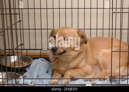 Chien avec dents tortravers est assis dans la cage. Animal abandonné avec défaut dans l'abri animal. Banque D'Images