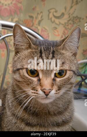 Gros gros gros plan de chat tabby gris. L'animal de compagnie regarde vers le bas avec les yeux verts. Banque D'Images