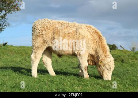 Bovins : les Charolais élèvent des taureaux paissant sur des terres agricoles en Irlande rurale Banque D'Images