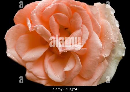 Tête de rose pêche recouverte de rosée sur fond noir Banque D'Images