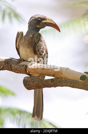 Hornbill gris africain (Tockus nasutus) femelle adulte perchée sur la branche morte du lac Baringo, Kenya Novembre Banque D'Images