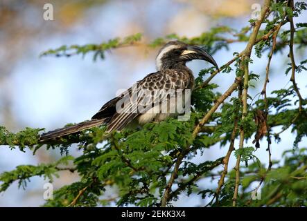 Hornbill gris africain (Tockus nasutus) adulte mâle perché dans le lac Naivasha, Kenya Octobre Banque D'Images