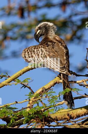 Hornbill gris africain (Tockus nasutus nasutus) adulte mâle préentant le lac Naivasha, Kenya Octobre Banque D'Images