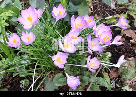 Crocus tommasinianus roseus début crocus roseus – groupe de fleurs ouvertes avec pétales extérieurs blancs et rose à l'intérieur, février, Angleterre, Royaume-Uni Banque D'Images