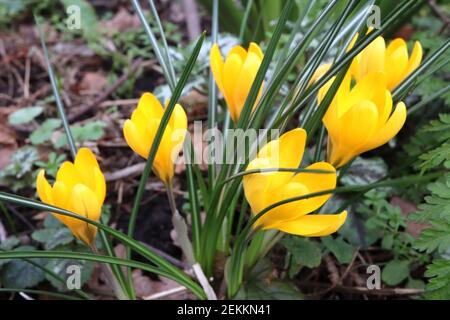 Crocus chrysanthus «Golden» Crocus doré – fleurs jaunes en herbe avec des stries marron foncé, février, Angleterre, Royaume-Uni Banque D'Images
