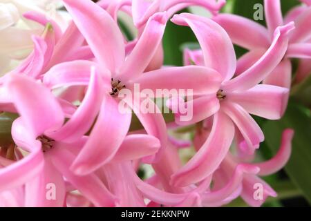 Jacinthus orientalis «Pink Pearl» jacinthe Pink Pearl – jacinthe rose bordée de rose pâle, février, Angleterre, Royaume-Uni Banque D'Images